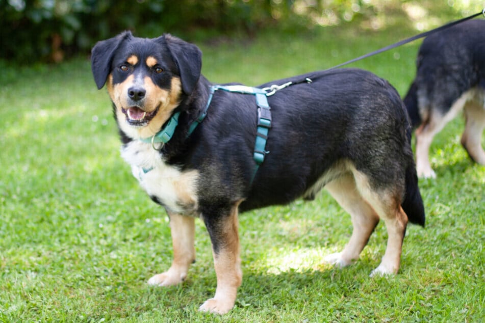 Der Berner-Sennenhund-Mix sollte in Zukunft noch etwas abnehmen, um ein gesundes Leben führen zu können.