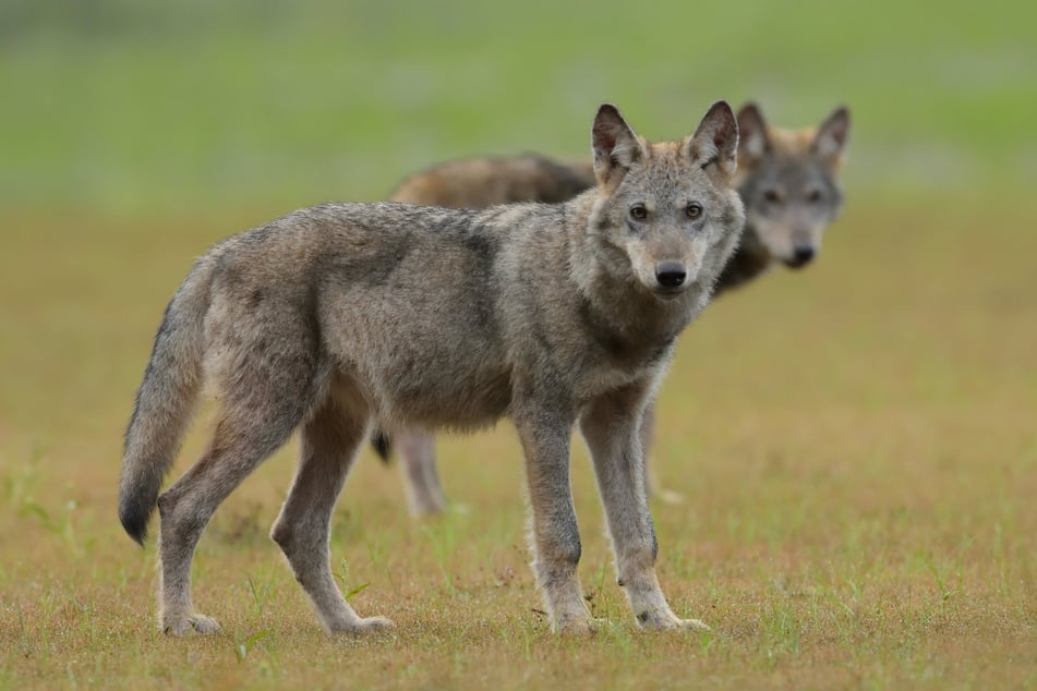 Zwei Wölfe an der Landesgrenze zu Sachsen-Anhalt sollen ihre Menschenscheu verloren haben. (Symbolfoto)