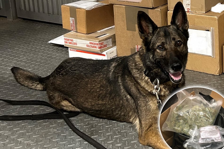 Spürnase Kate knackt Drogenpakete: Schäferhündin macht Polizei alle Ehre