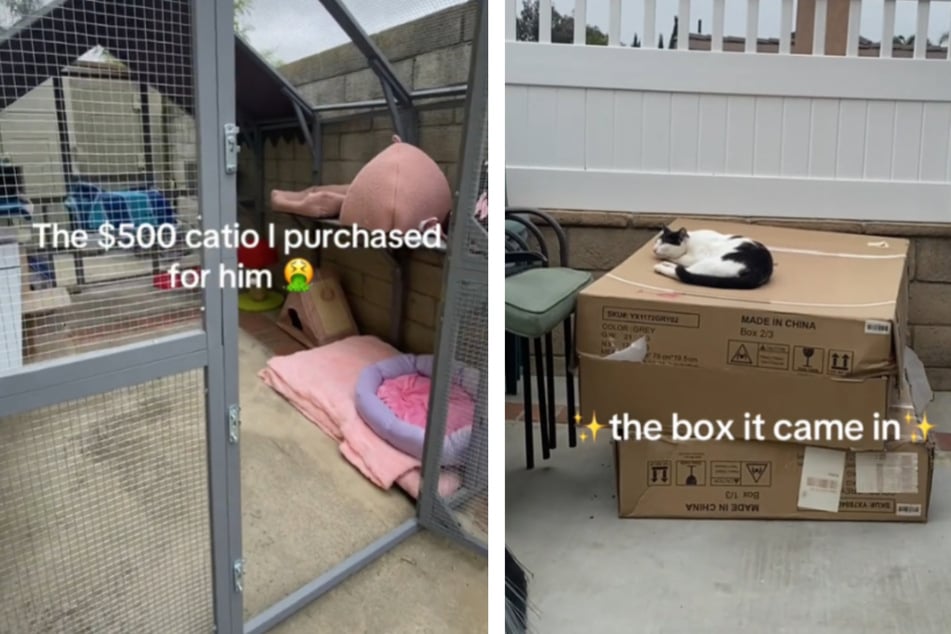 This cat couldn't care less that her owner built her a special "catio."
