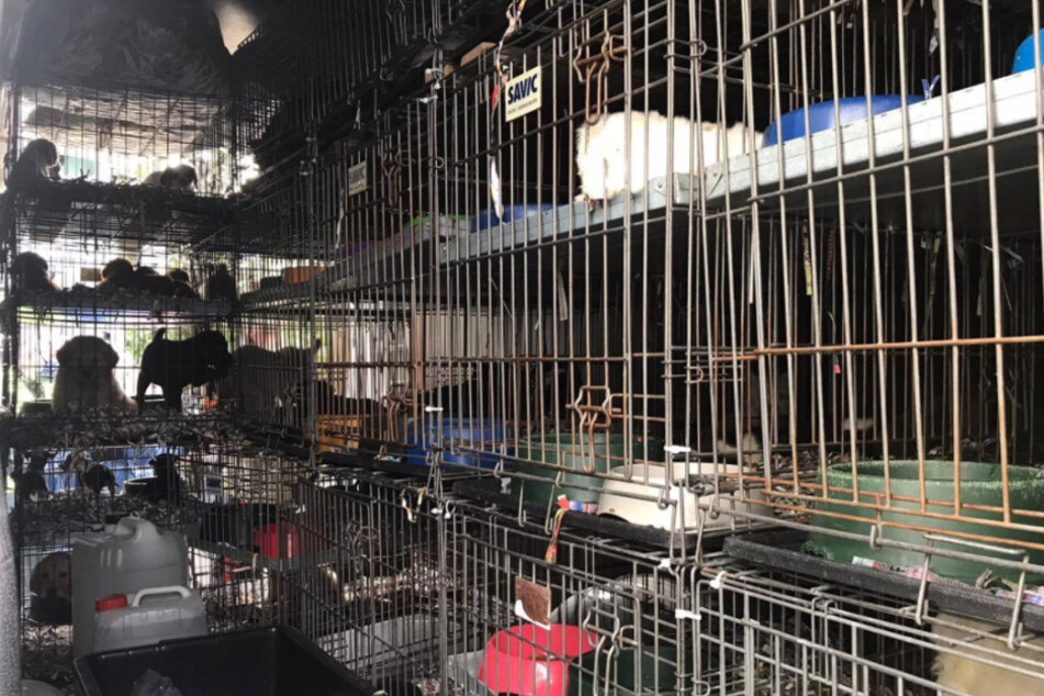 Nach Angaben des Tierheims Ulm wurden in Käfigen je fünf bis acht Hunde in dem Wagen transportiert.