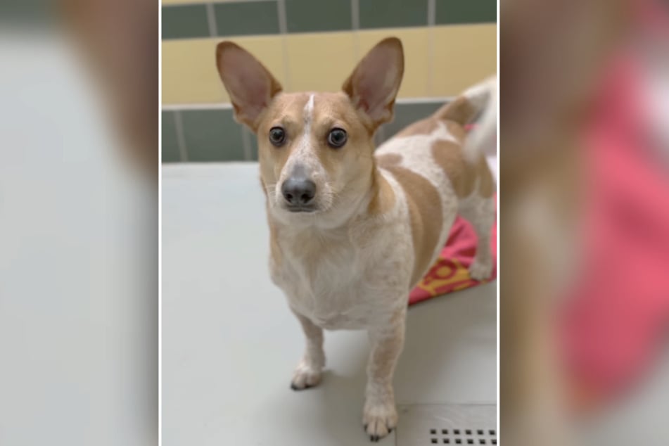 Hündchen Rico will nach den mehrfachen Tapetenwechseln nun endlich ein Zuhause für immer finden.