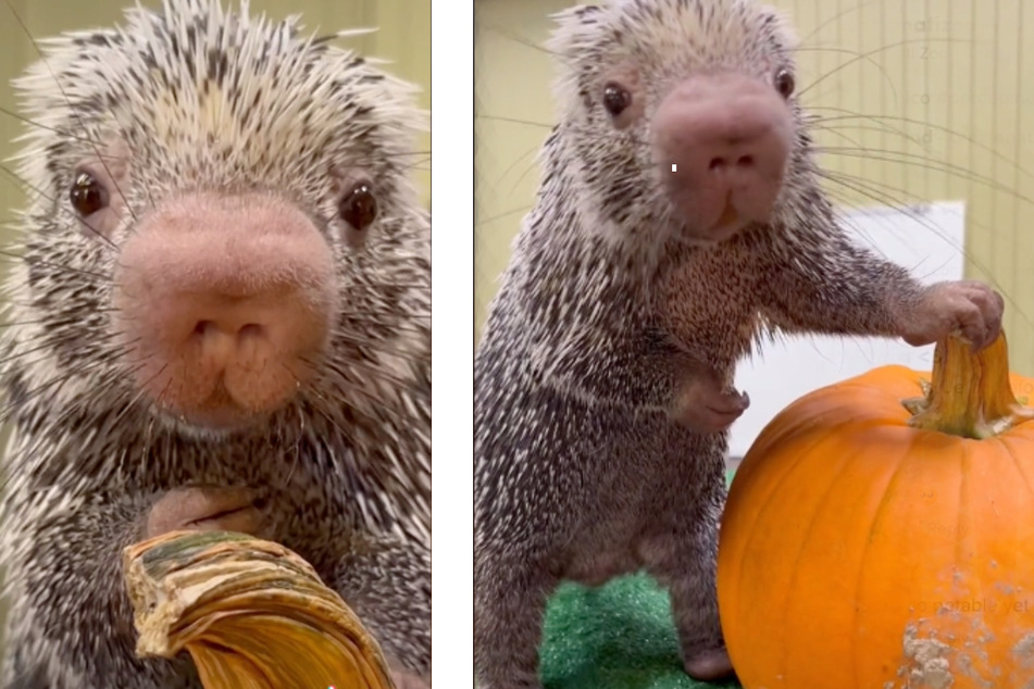 Brookfield Zoo's porcupine is pretty pleased about his pumpkin!