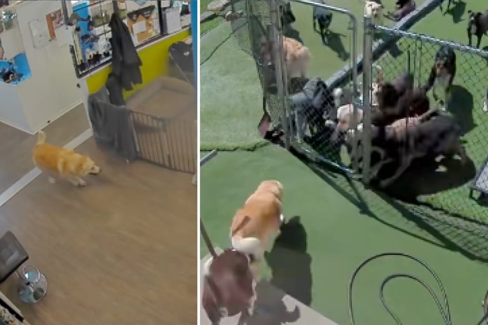 Dort angekommen, lief sie schnurstracks zu ihren tierischen Freunden im Garten.