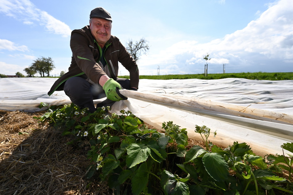 Obstgut-Chef Heiko Hübler (57) deckt sein Erdbeerfeld ein.