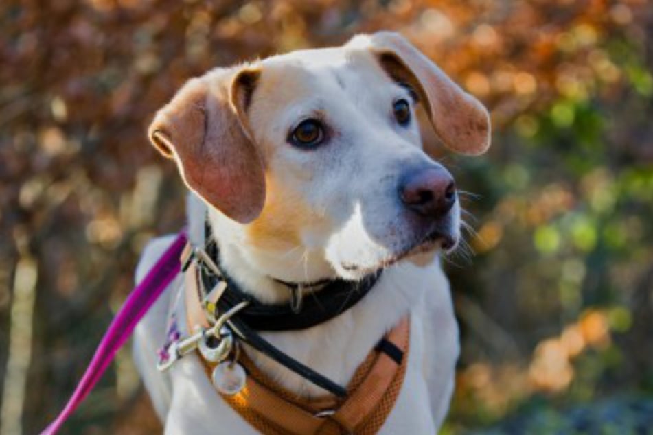 Hund Sam ist lebensfroh und geht freundlich auf Menschen zu.