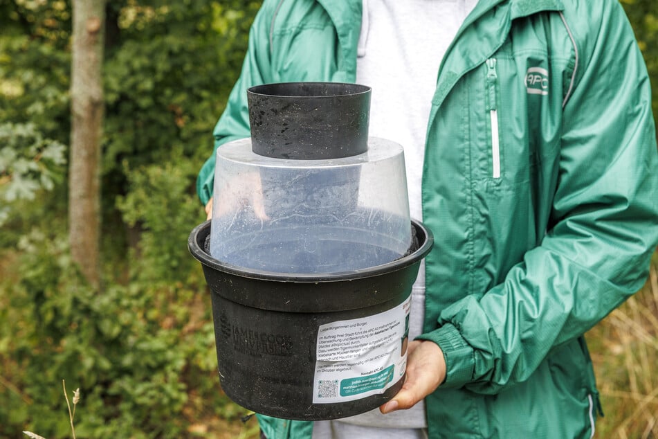 Die Brutstätten-Fallen sind mit Wasser und Blättern gefüllte Eimer. Die Mücken fliegen in die Öffnung, um ihre Eier abzulegen, bleiben jedoch an einem Klebestreifen hängen.