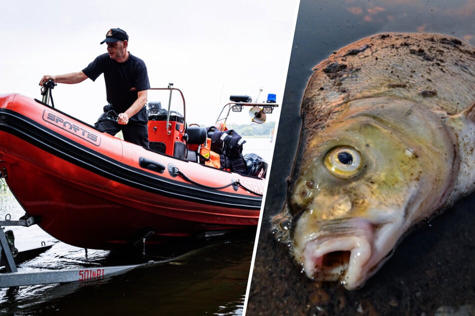 Umwelt-Skandal: Feuerwehr holt fast 160 Tonnen tote Fische aus Flüssen