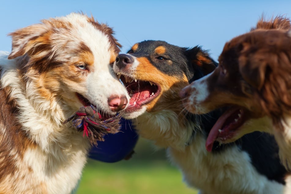 Besonders enger Kontakt zu anderen Hunden erhöht die Übertragungsgefahr.