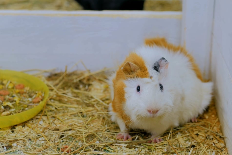 Meerschweinchen quieken, wenn sie sich allein gelassen fühlen.