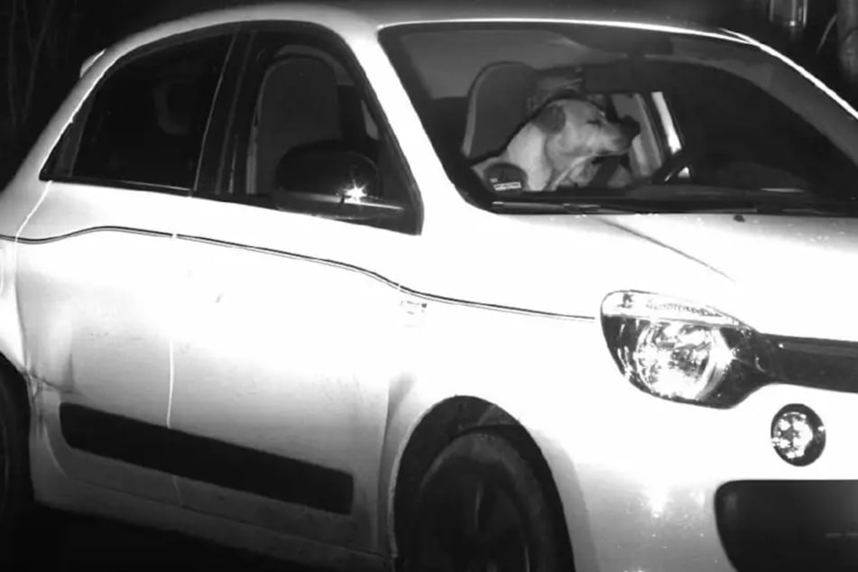 Hund rettet Herrchen vor Knöllchen: Vierbeiner mit 11 km/h zu viel geblitzt