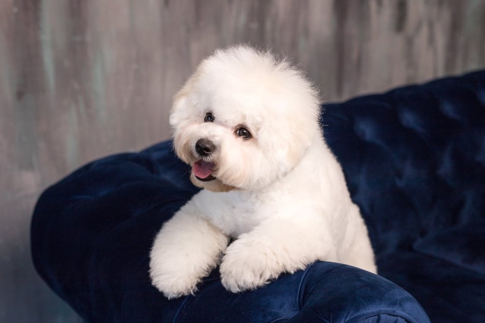 Bichon Frisé sind niedliche Schoßhunde, die ihren Besitzern stets ein Lächeln ins Gesicht zaubern.