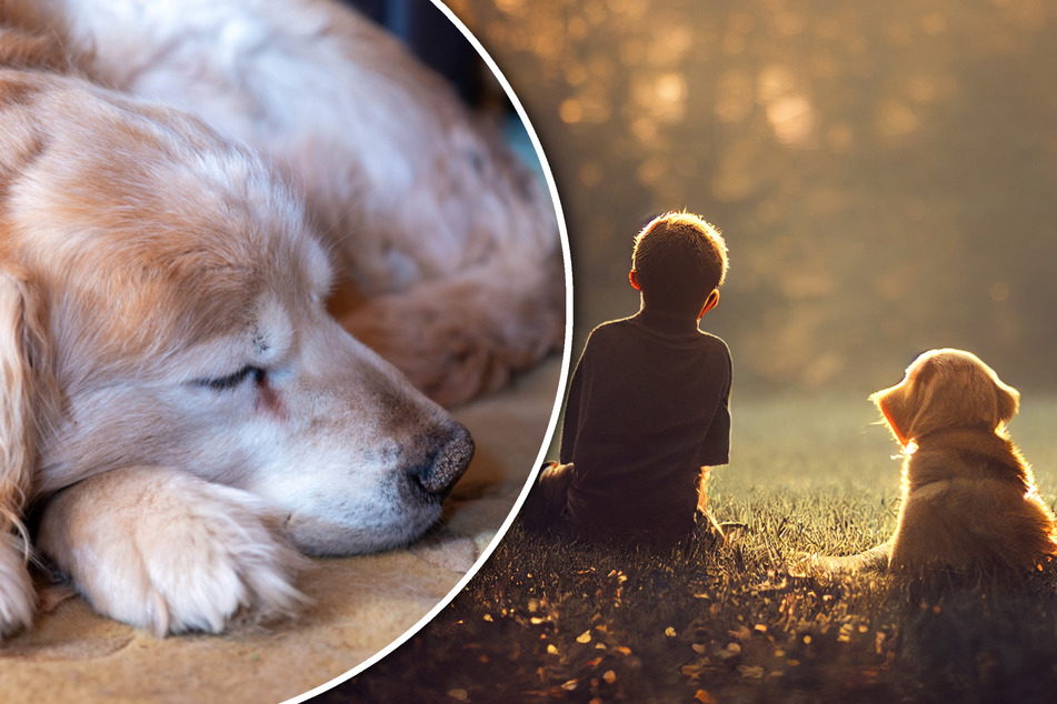 Anti-Aging für Hunde: Können unsere vierbeinigen Freunde bald viel länger Leben?