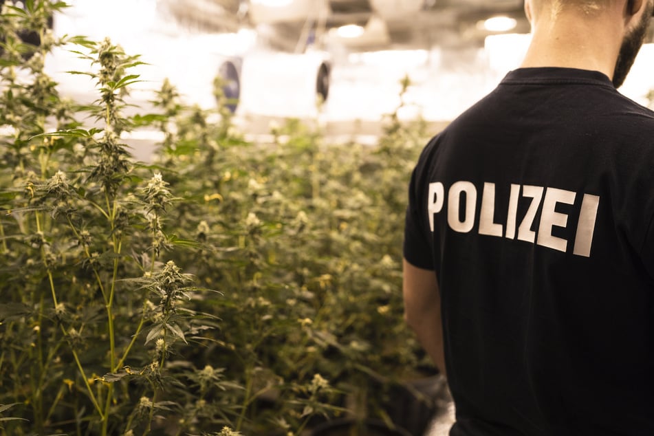Die Beamten entdeckten Hunderte Cannabis-Pflanzen.