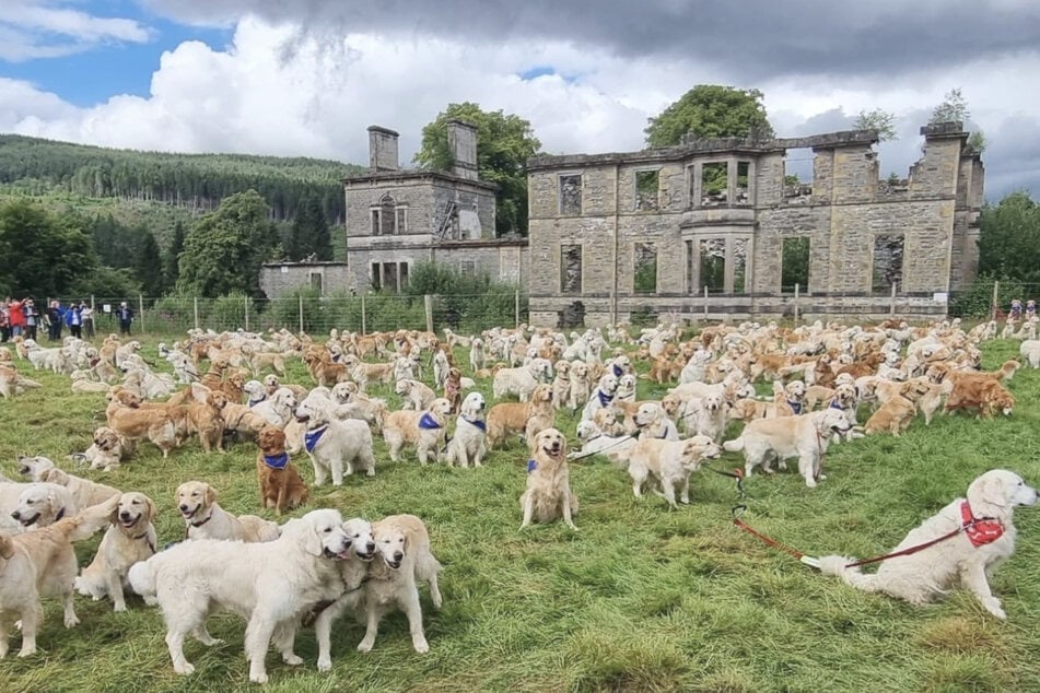 Hundreds of golden retrievers gathered in front of the ruins of the Guisachan estate in the UK on July 13.