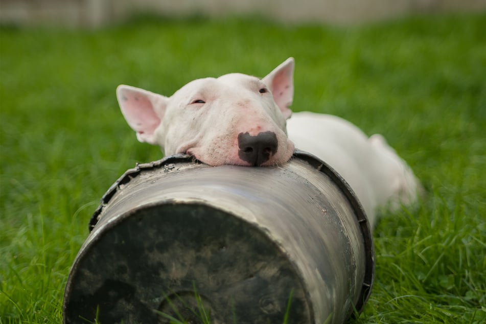 Bull terriers are extraordinarily ugly, but they're also sweethearts.