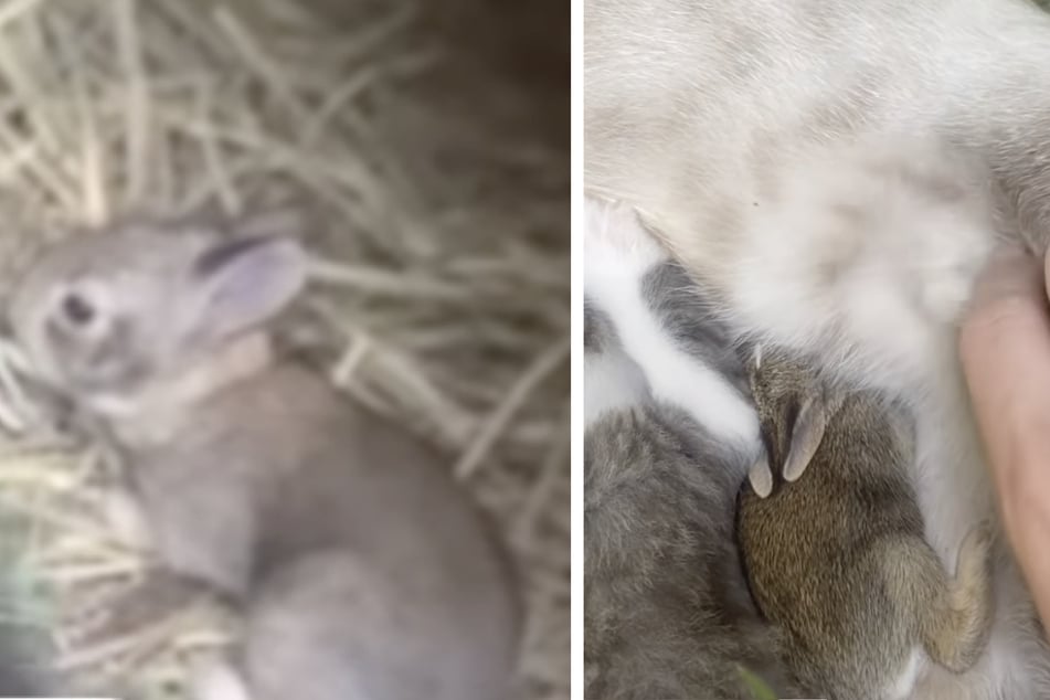 Neben den Katzenkindern durfte ein Kaninchenbaby an der Katzenmutter säugen.