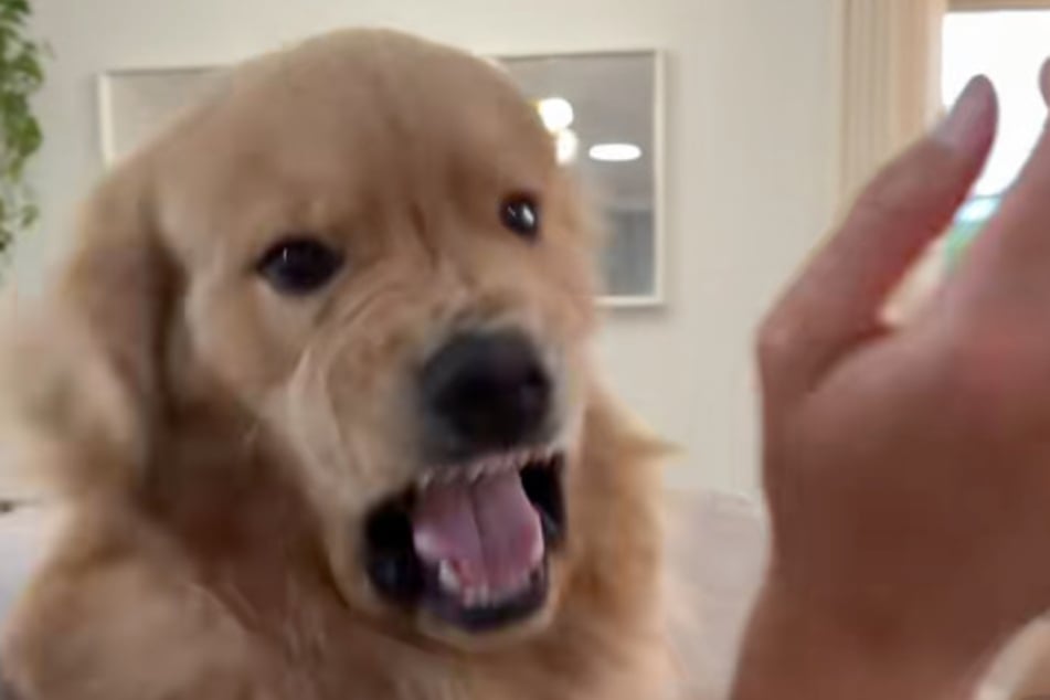 Golden Retriever Zebby se pasa de la cuenta al jugar de vez en cuando.