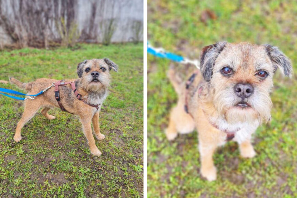 Beppo ist ein richtiger Vorzeige-Hund: Doch eine Schwachstelle hat der Border-Terrier