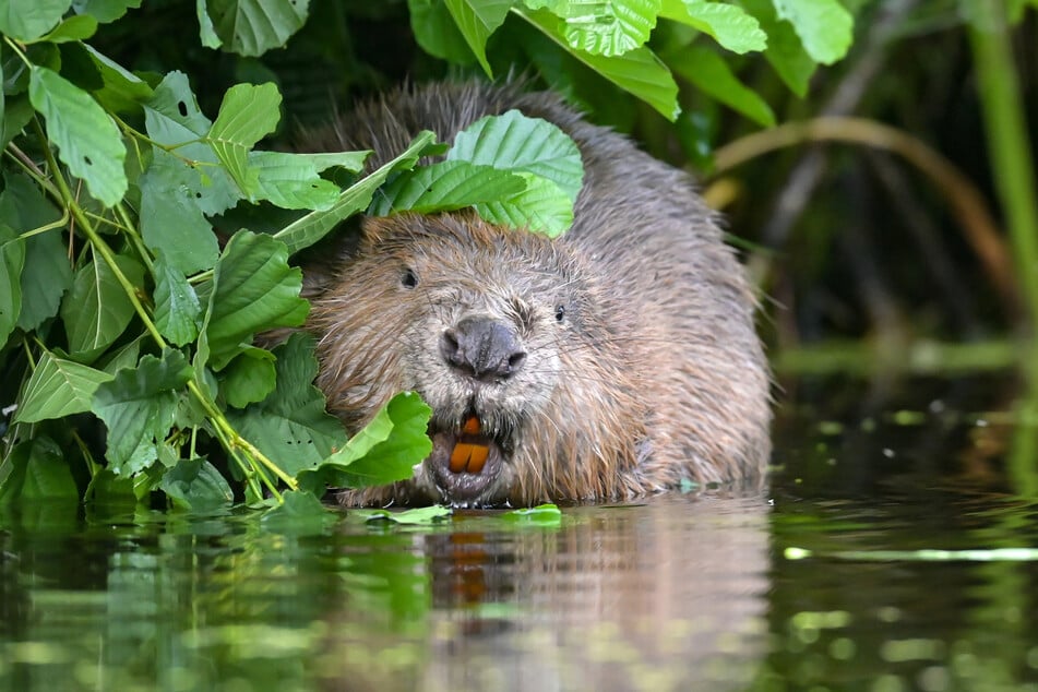 Ein Biber hat in München einer Schwimmerin verletzt. (Symbolbild)