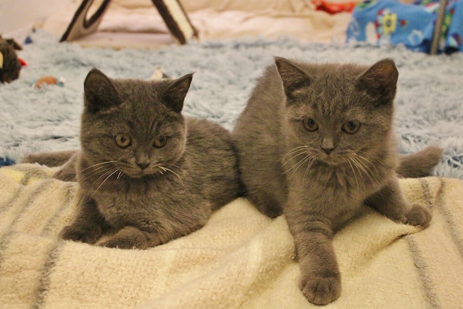 Die Kätzchen Bibi und Tina suchen ein Heim bei erfahrenen Haltern.