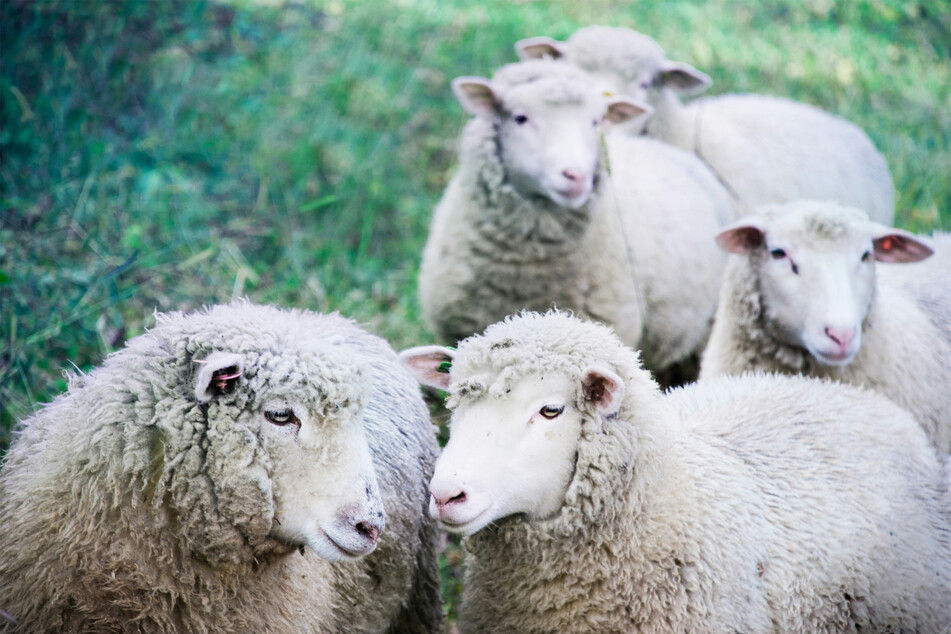Sheep are actually much smarter than you probably think.