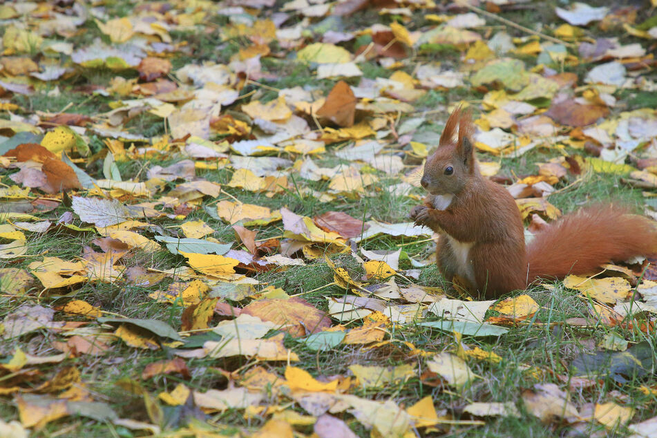 Bodenfrost im Anflug: Ein Eichhörnchen sucht im gefärbtem Laub auf einer Wiese nach Futter.