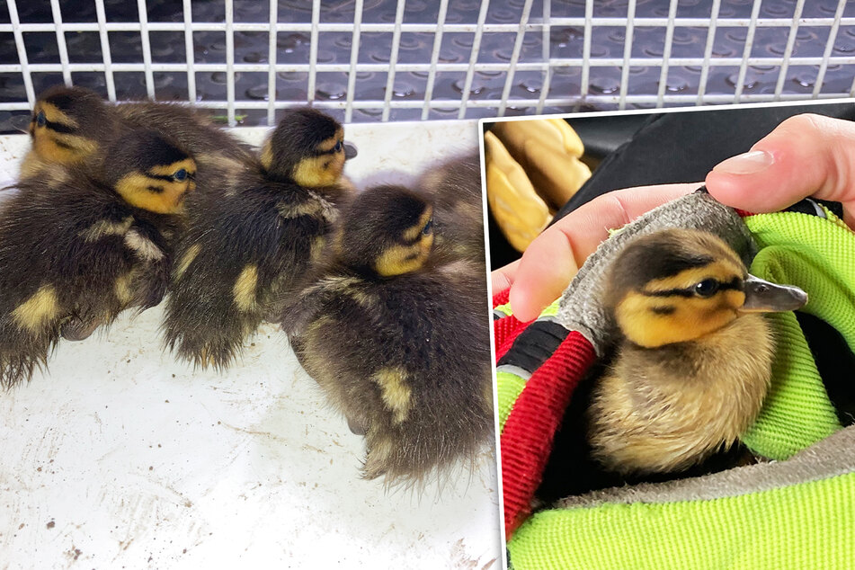 Feuerwehr erhält tierisch-traurigen Notruf: Küken haben ihre Mutter verloren
