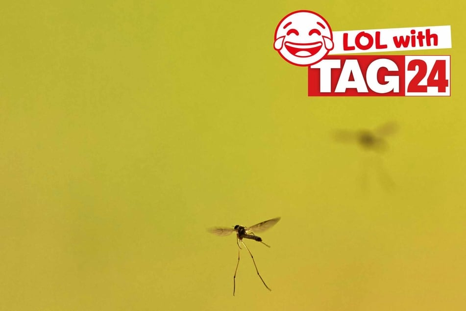 Joke of the Day for April 14, 2026: A biting funny