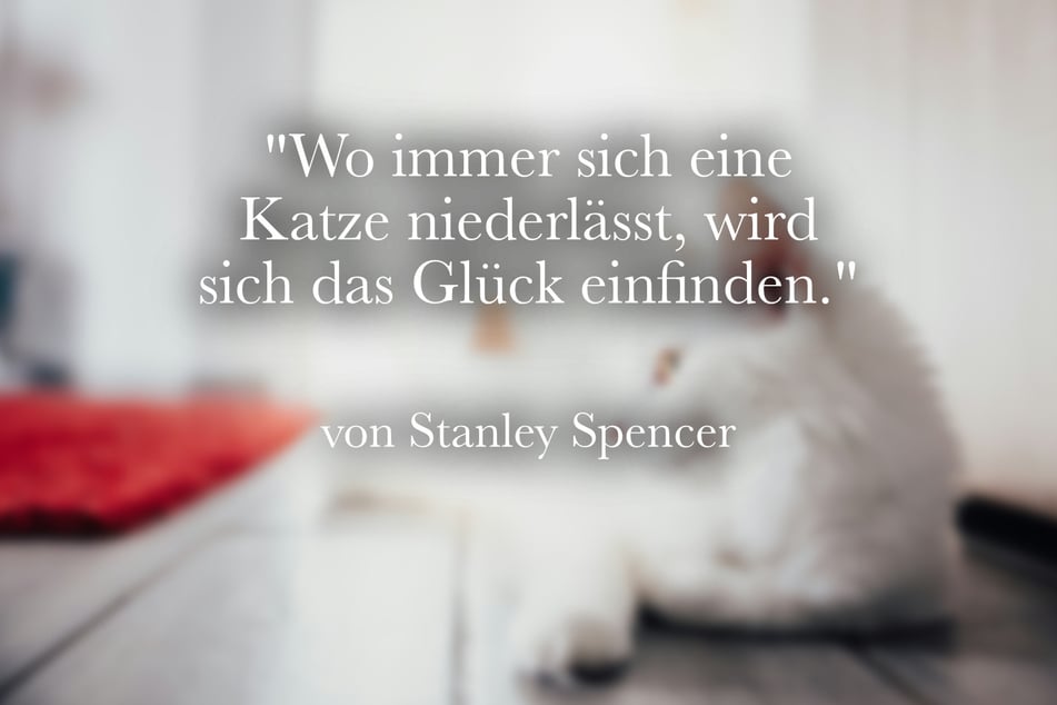 Stanley Spencer betonte: "Wo immer sich eine Katze niederlässt, wird sich das Glück einfinden."