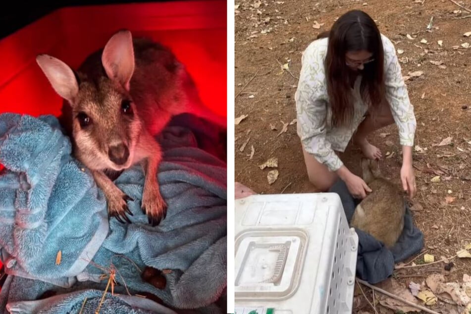 Wallaby Annie hatte den Unfall gut überstanden. Schon bald konnte das Känguru in der Wildnis ausgesetzt werden.