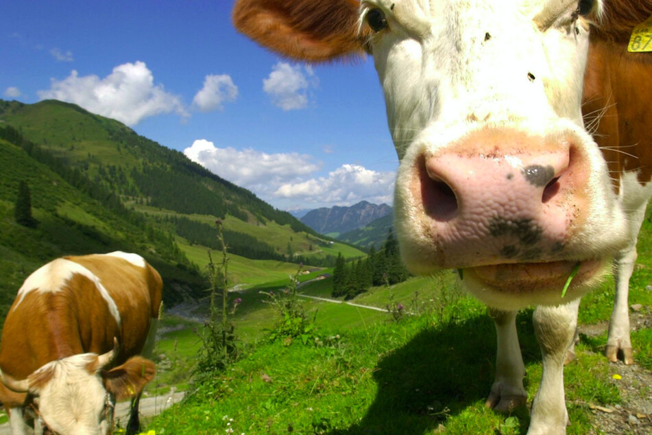 Eine Alm ist kein Streichelzoo, die Tiere sollten einfach in Ruhe gelassen werden. (Symbolbild)