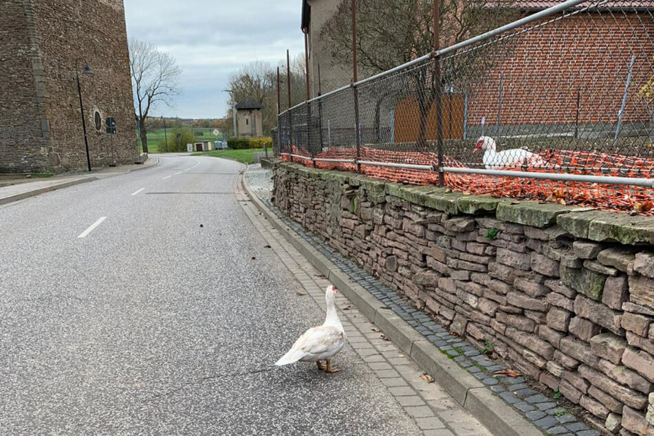 Dank der Polizei sind die beiden Enten nun wieder vereint.