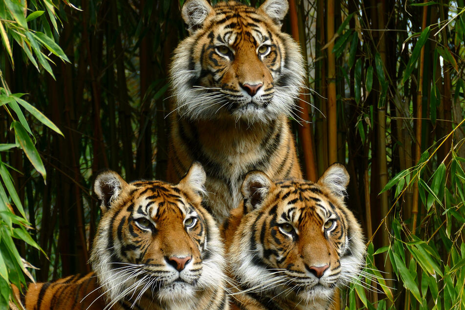 Drei junge Tigerweibchen waren für lange Zeit das Highlight des Heidelberger Zoos.