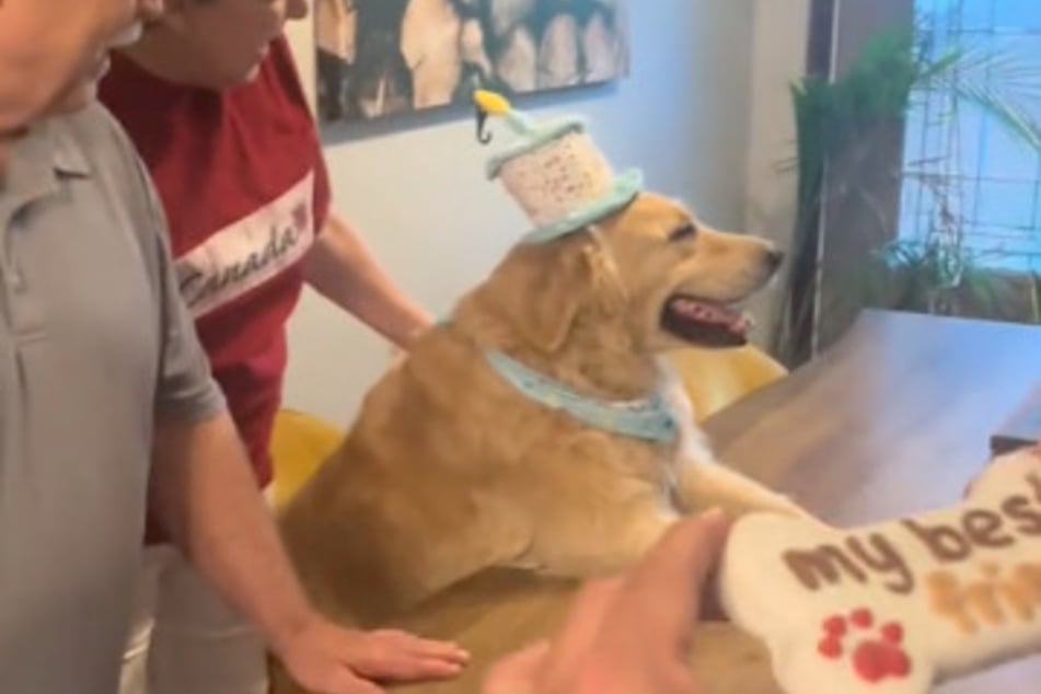 Golden Retriever Hatch bekam zu seinem Geburtstag eine Party und einen Hundekeks.