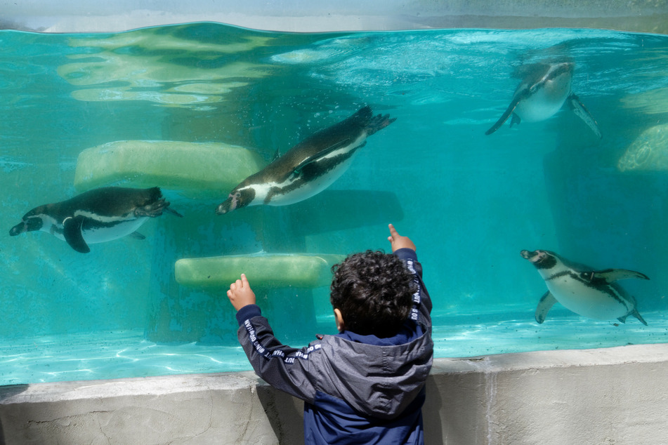 Deutlicher Preisanstieg: Kölner Zoo erhöht den Eintritt