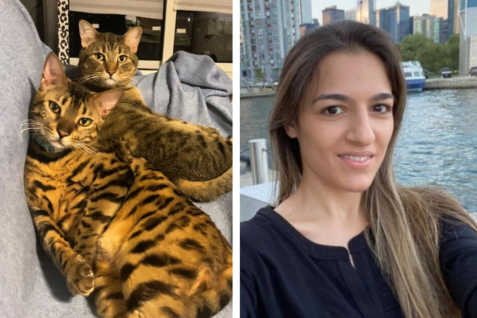 Diese beiden Katzen könnten auch Frechdachse sein. Frauchen Amanda (30) hat mit ihnen mächtig zu tun.