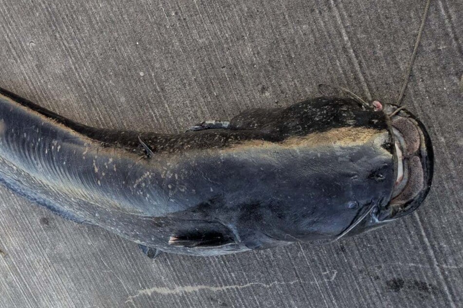 Ein Waller wurde von der Polizei getötet.