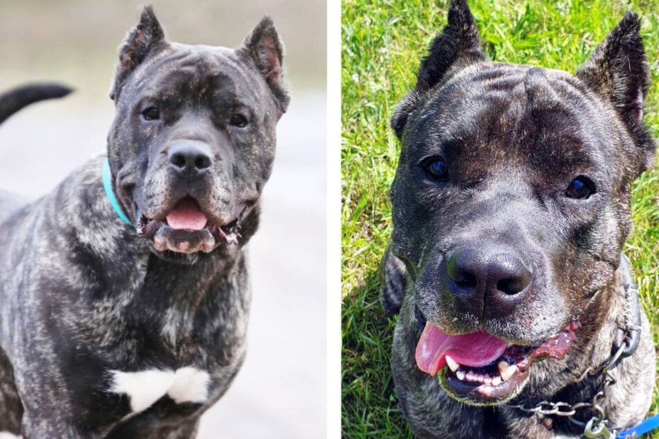 Dogo Canario Charles (9) sucht Menschen mit Hundeerfahrung.