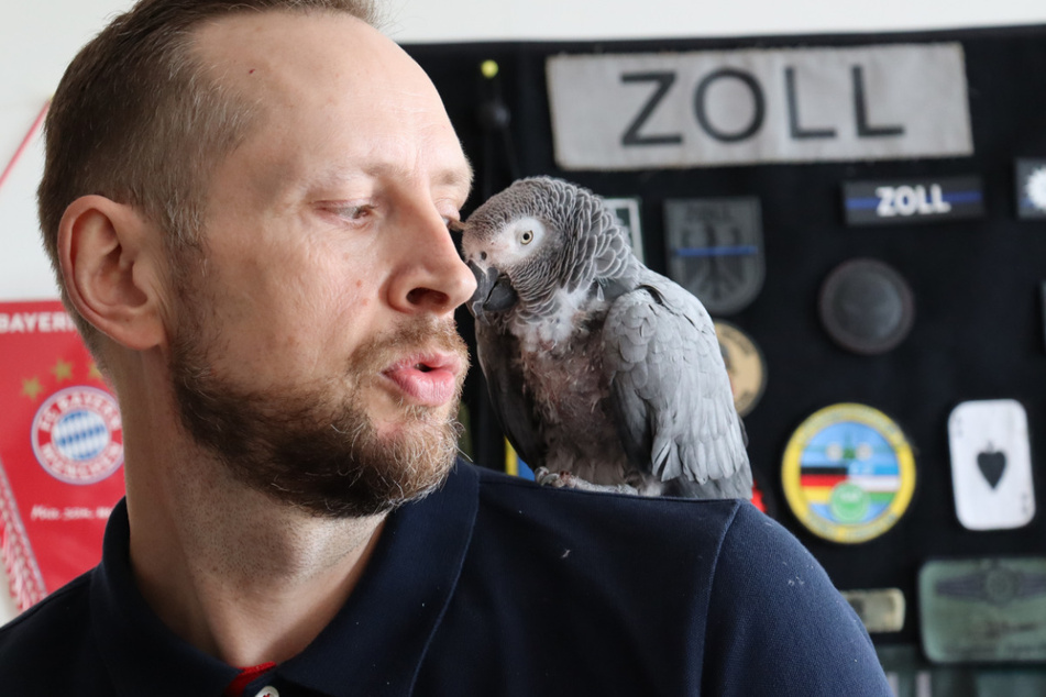 Geschützter Graupapagei landet beim Zoll