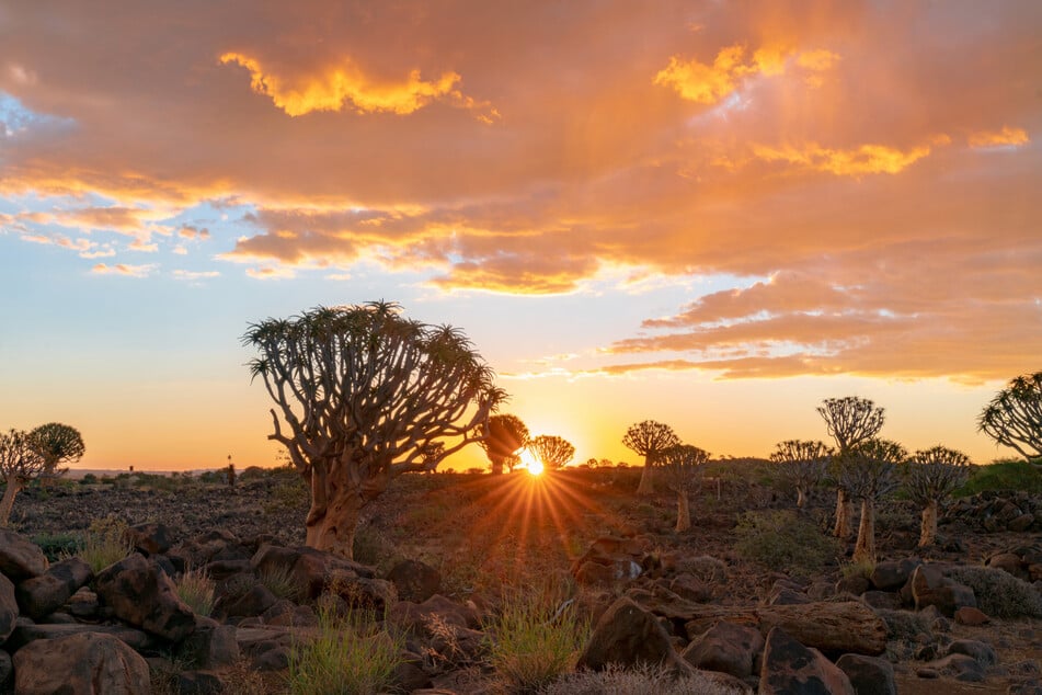 Safari-Überraschung in Namibia: Darum ist die Regenzeit ein echter Geheimtipp