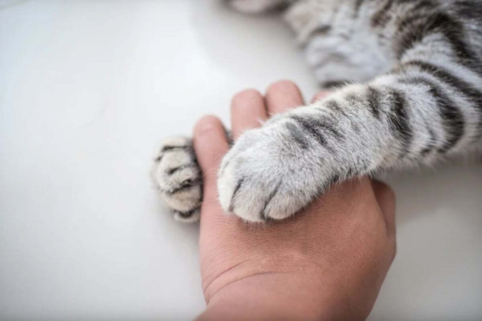 Eine Katze verstarb im mittelhessischen Rauschenberg, nachdem sie zuvor mutmaßlich mit einer Armbrust angeschossen wurde. (Symbolbild)