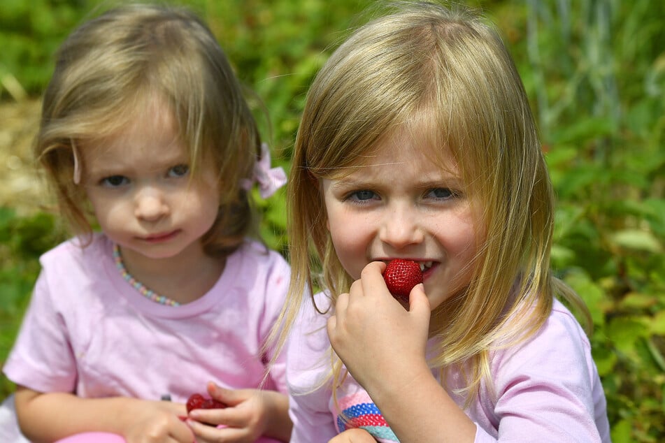 Bei Kindern landet auf dem Erdbeerfeld hin und wieder die ein oder andere rote Sommerfrucht im Mund.