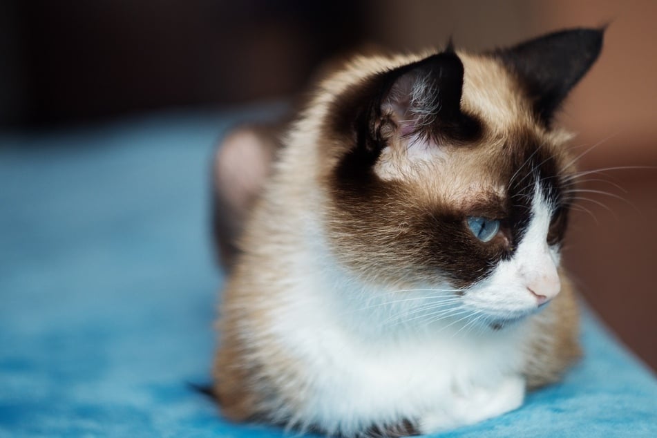 The most iconic feature of the snowshoe cat ain't their blue eyes, it's its feet.