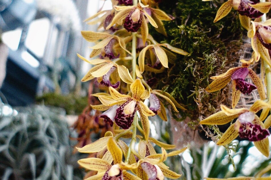 Bei der Orchideenschau im Botanischen Garten könnt Ihr am Samstag wieder die exotischsten Variationen sehen.