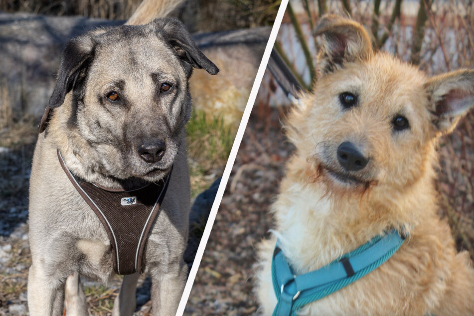 Besondere Hunde-Damen landen im Tierheim: Warum will denn niemand Luna oder Toprak haben?