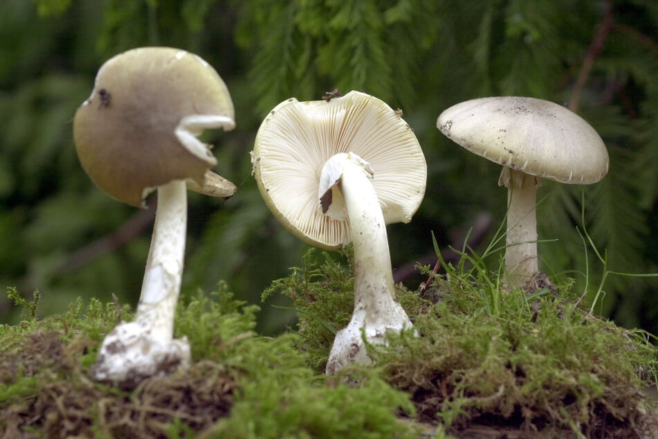 Der giftigste Pilz der Welt kann bei Menschen zum Tod führen.