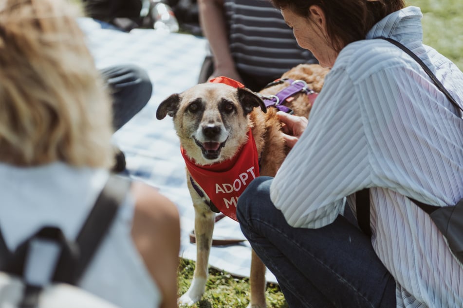 Bei den "Bark Days" können interessierte Menschen Hunde aus dem Tierschutz kennenlernen.