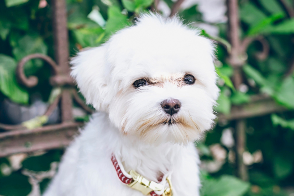 Is there anything more adorable than a grumpy Maltese?