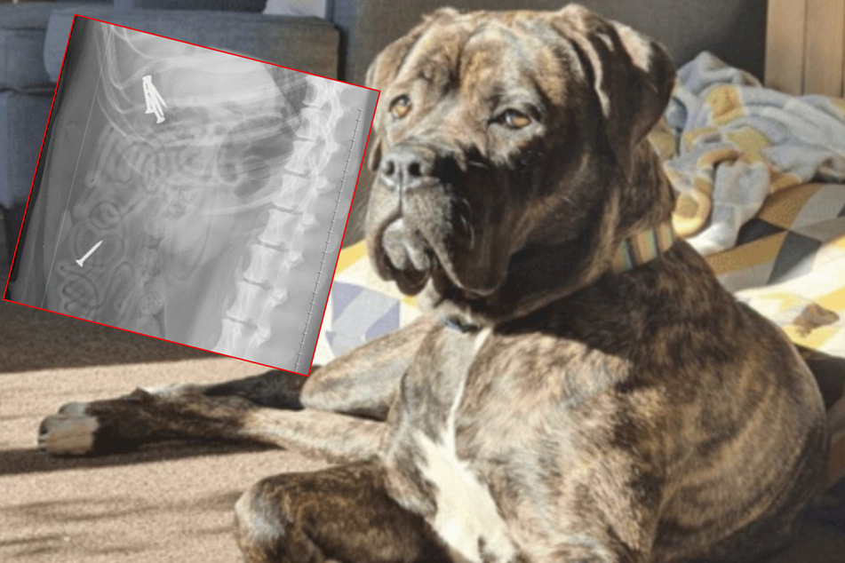 Hund verschluckt 14 Schrauben, dann gibt es nur noch eine Rettung